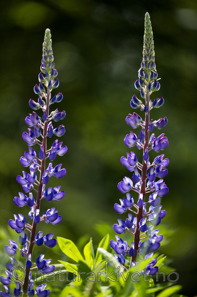 BB_20170701_0275 / Lupinus polyphyllus / Hagelupin