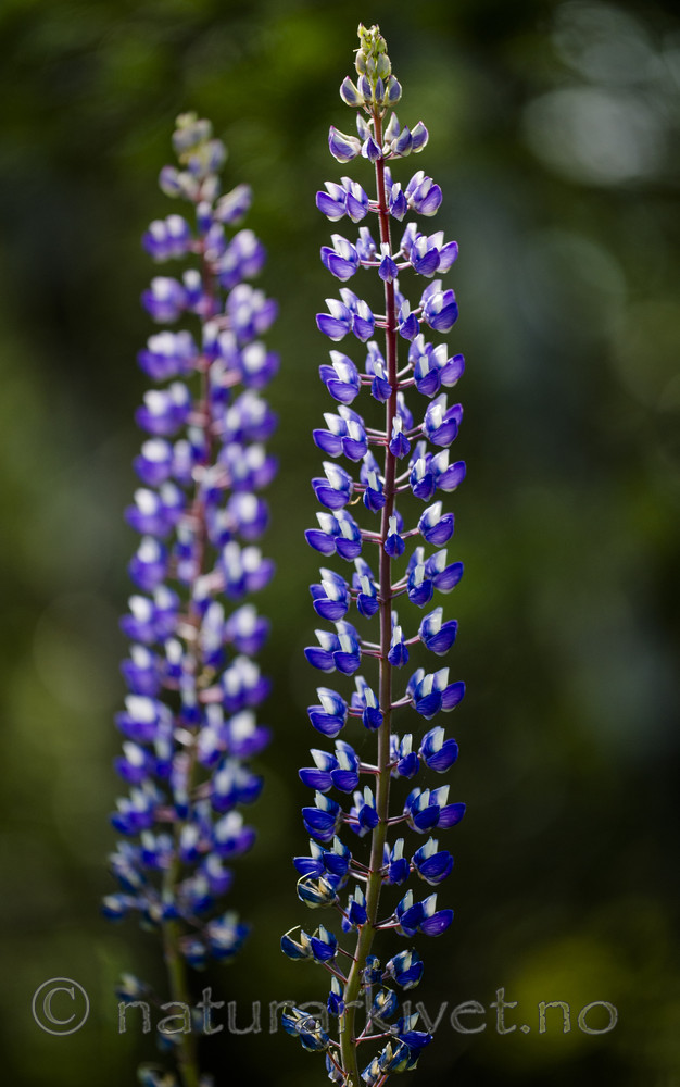 BB_20170701_0276 / Lupinus polyphyllus / Hagelupin