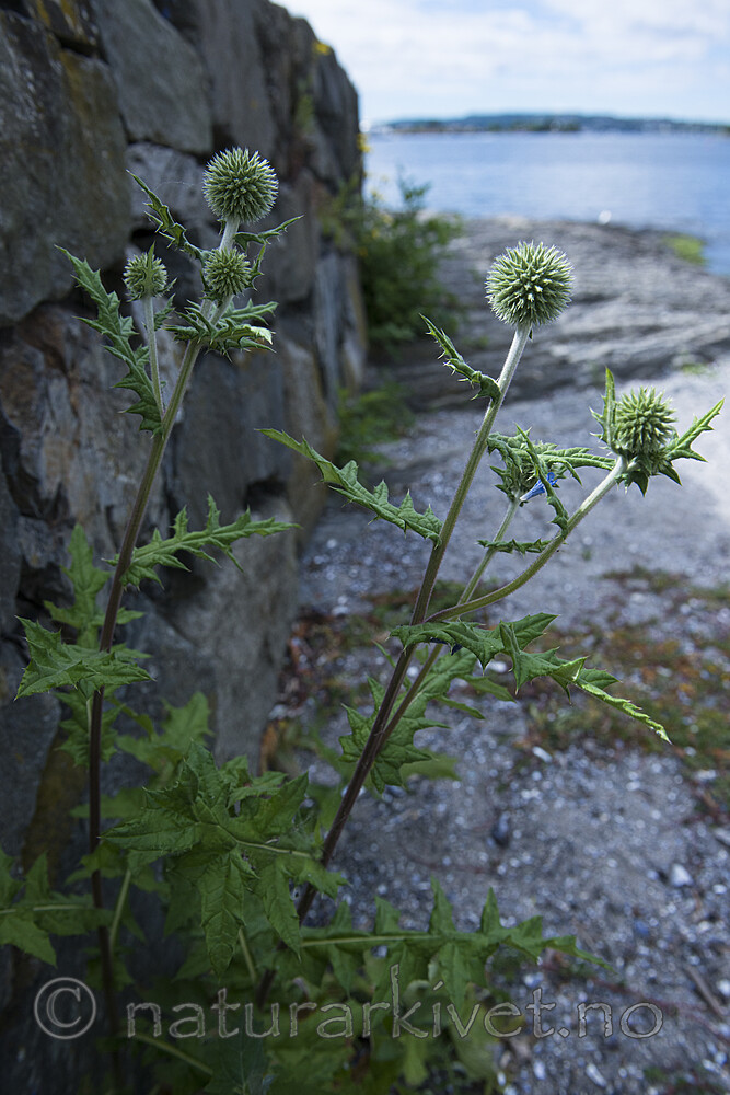 BB_20170703_0015 / Echinops sphaerocephalus / Kuletistel