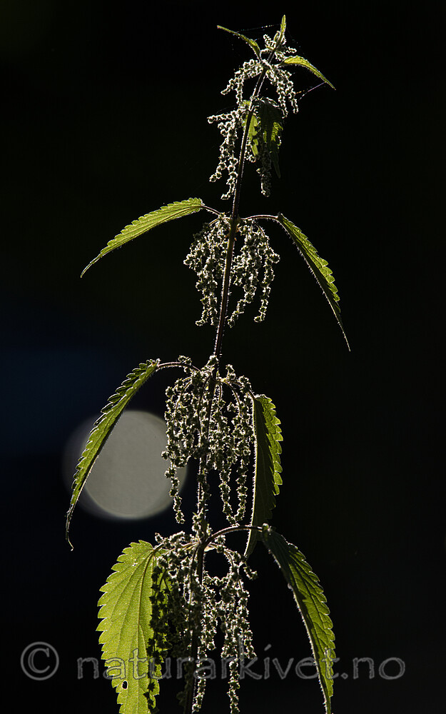 BB_20170706_0004 / Urtica dioica / Stornesle