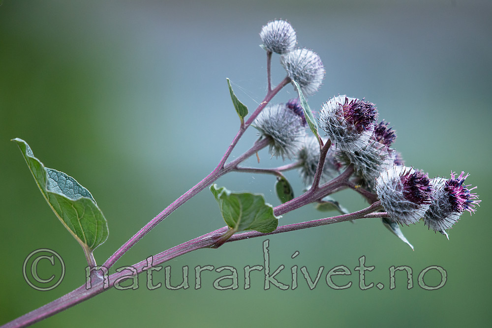 BB_20170706_0045 / Arctium tomentosum / Ullborre