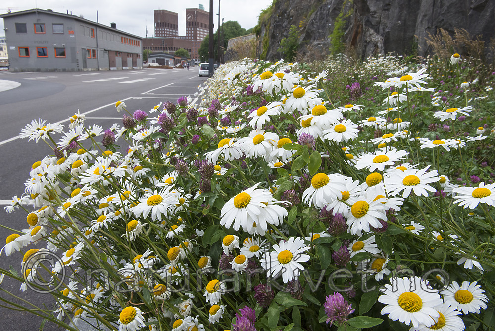 BB_20170707_0005 / Leucanthemum vulgare / Prestekrage <br /> Trifolium pratense / Rødkløver