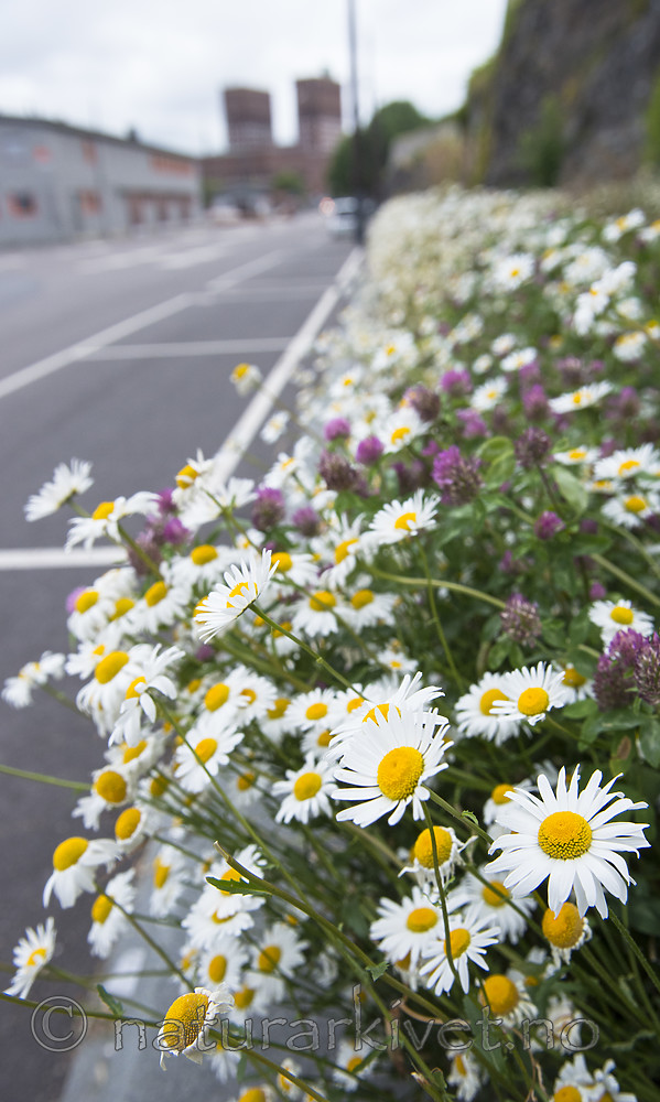 BB_20170707_0024 / Leucanthemum vulgare / Prestekrage <br /> Trifolium pratense / Rødkløver