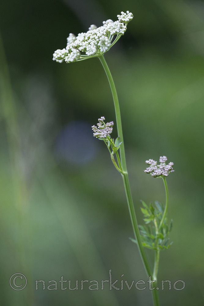 BB_20170709_0019 / Selinum carvifolia / Krusfrø