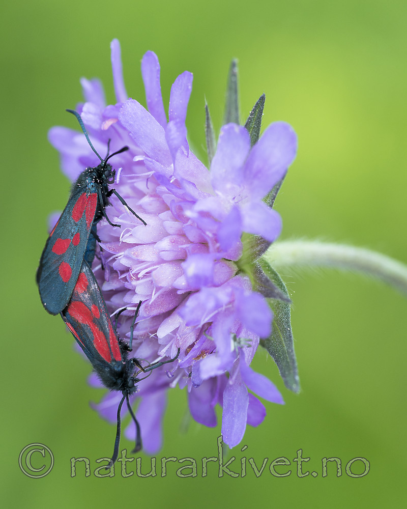 BB_20170709_0079 / Knautia arvensis / Rødknapp <br /> Zygaena viciae / Liten bloddråpesvermer