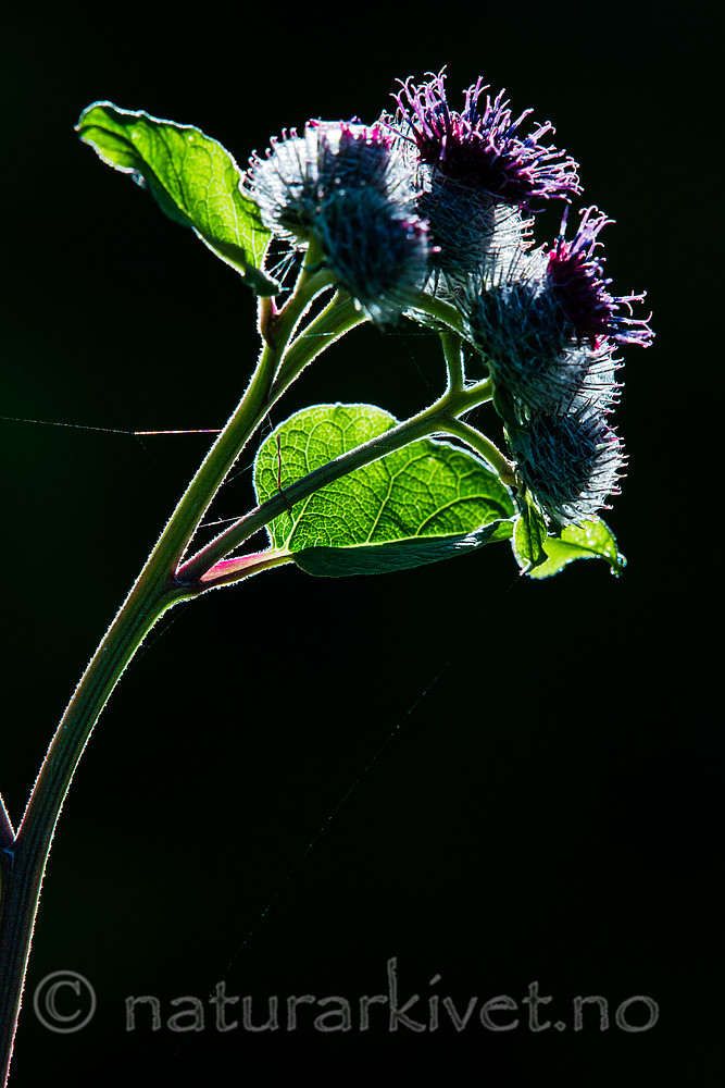 BB_20170713_0004 / Arctium tomentosum / Ullborre