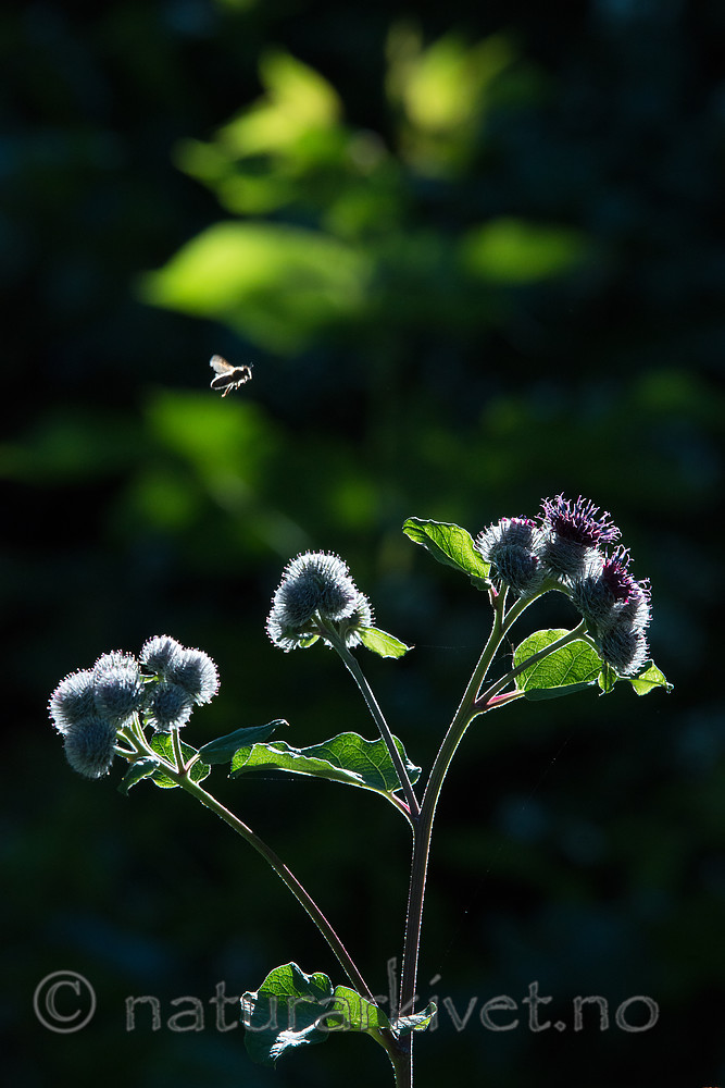 BB_20170713_0036 / Apis mellifera / Honningbie <br /> Arctium tomentosum / Ullborre
