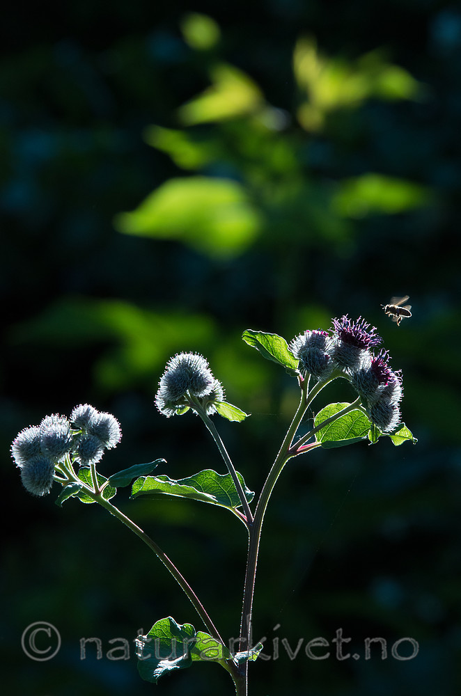 BB_20170713_0050 / Apis mellifera / Honningbie <br /> Arctium tomentosum / Ullborre