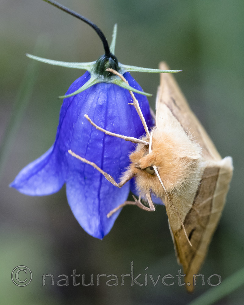 BB_20170715_0216 / Campanula rotundifolia / Blåklokke <br /> Crocallis elinguaria / Bølgemåler