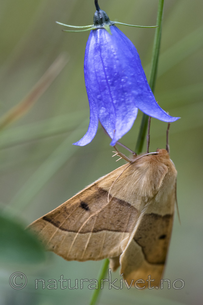 BB_20170715_0227 / Campanula rotundifolia / Blåklokke <br /> Crocallis elinguaria / Bølgemåler