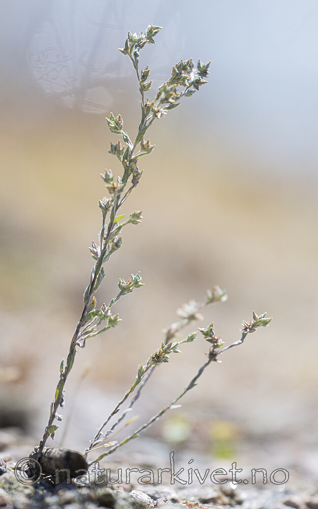BB_20170716_0060 / Logfia minima / Gaffelullurt