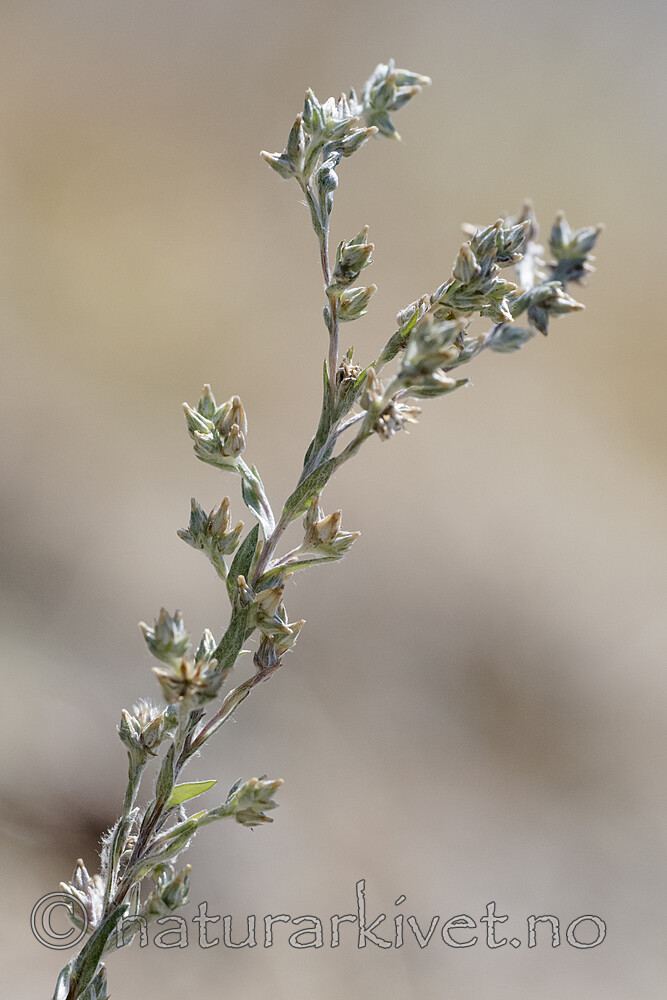 BB_20170716_0072 / Logfia minima / Gaffelullurt
