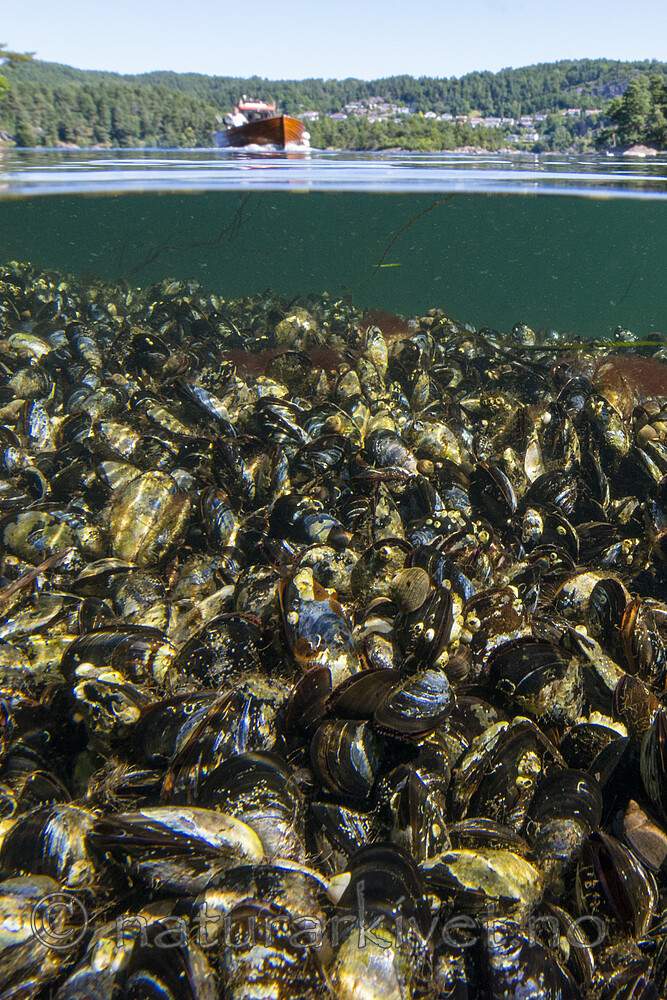 BB_20170719_0024 / Mytilus edulis / Blåskjell