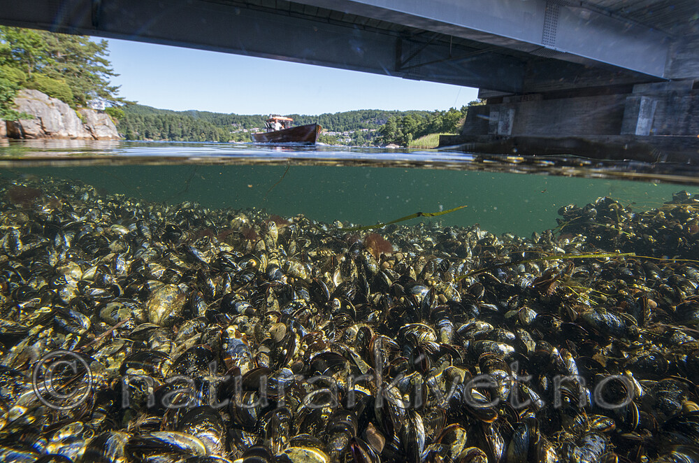BB_20170719_0028 / Mytilus edulis / Blåskjell