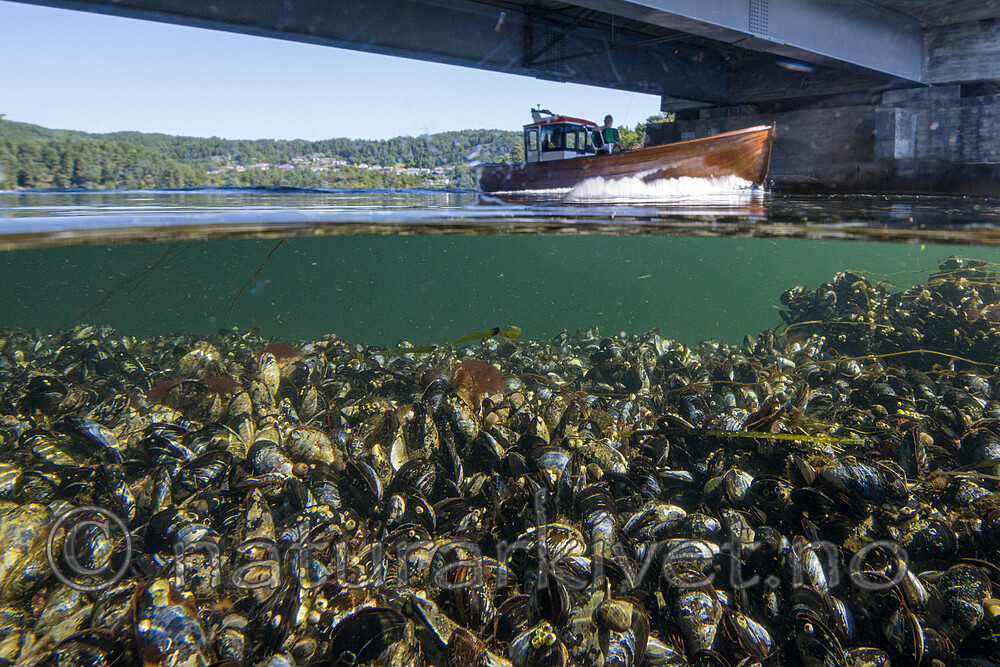 BB_20170719_0034 / Mytilus edulis / Blåskjell