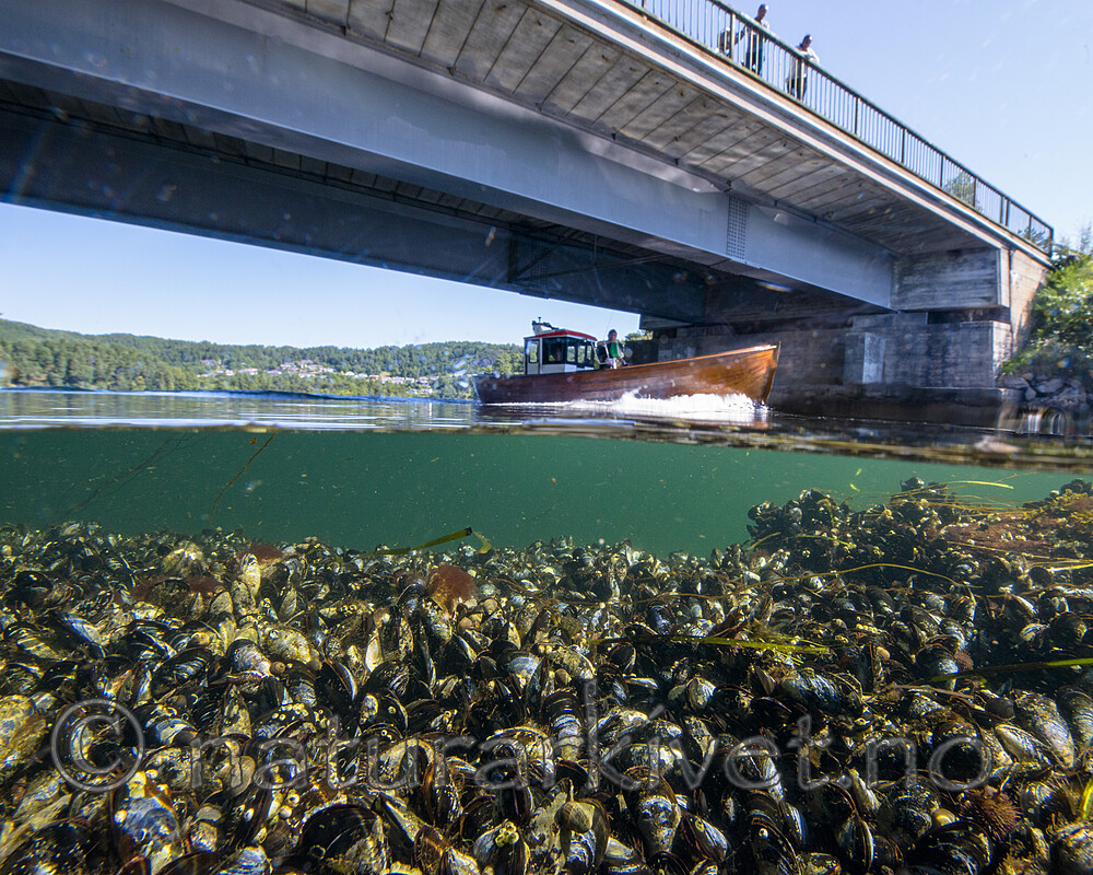 BB_20170719_0035 / Mytilus edulis / Blåskjell