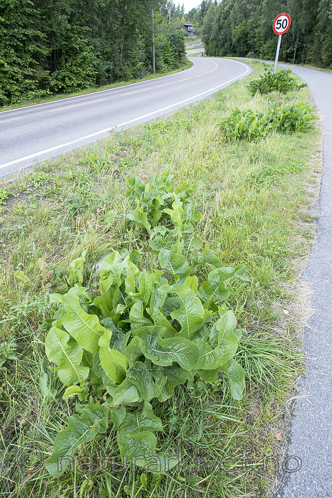 BB_20170730_0001 / Armoracia rusticana / Pepperrot