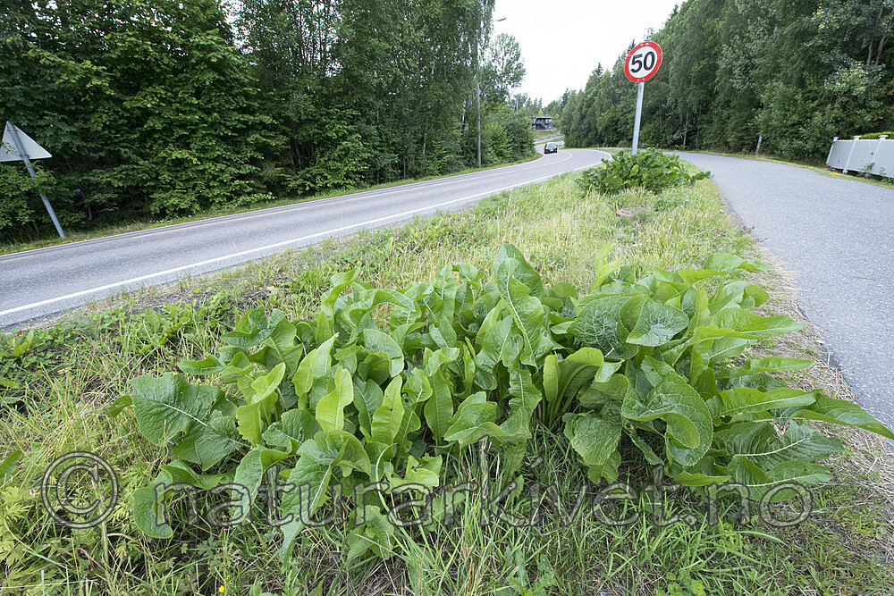 BB_20170730_0006 / Armoracia rusticana / Pepperrot