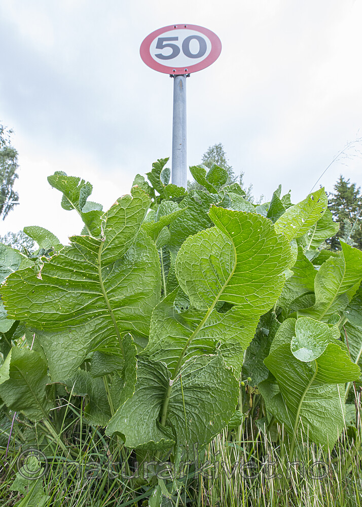 BB_20170730_0017 / Armoracia rusticana / Pepperrot