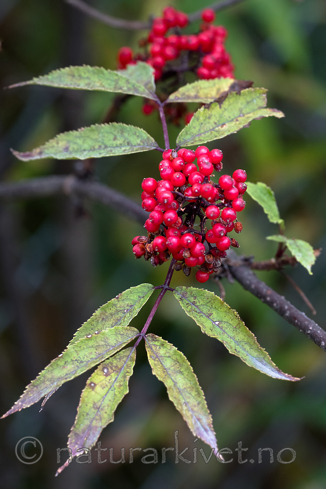 BB_20170730_0393 / Sambucus racemosa / Rødhyll