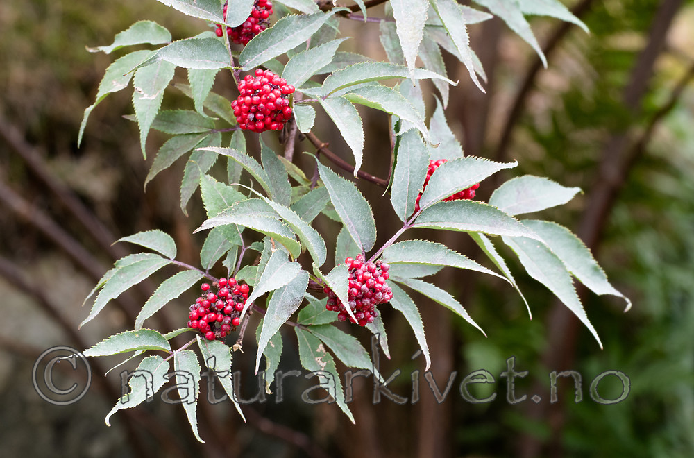 BB_20170730_0412 / Sambucus racemosa / Rødhyll