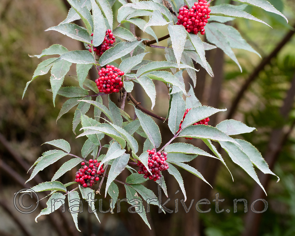 BB_20170730_0413 / Sambucus racemosa / Rødhyll