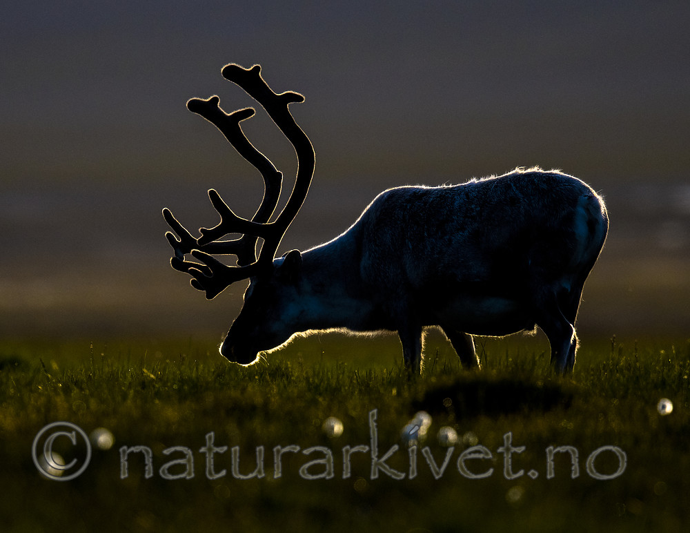 BB_20170801_0094 / Rangifer tarandus platyrhynchus / Svalbardrein