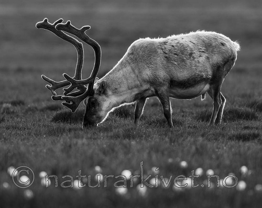 BB_20170801_0140 / Rangifer tarandus platyrhynchus / Svalbardrein