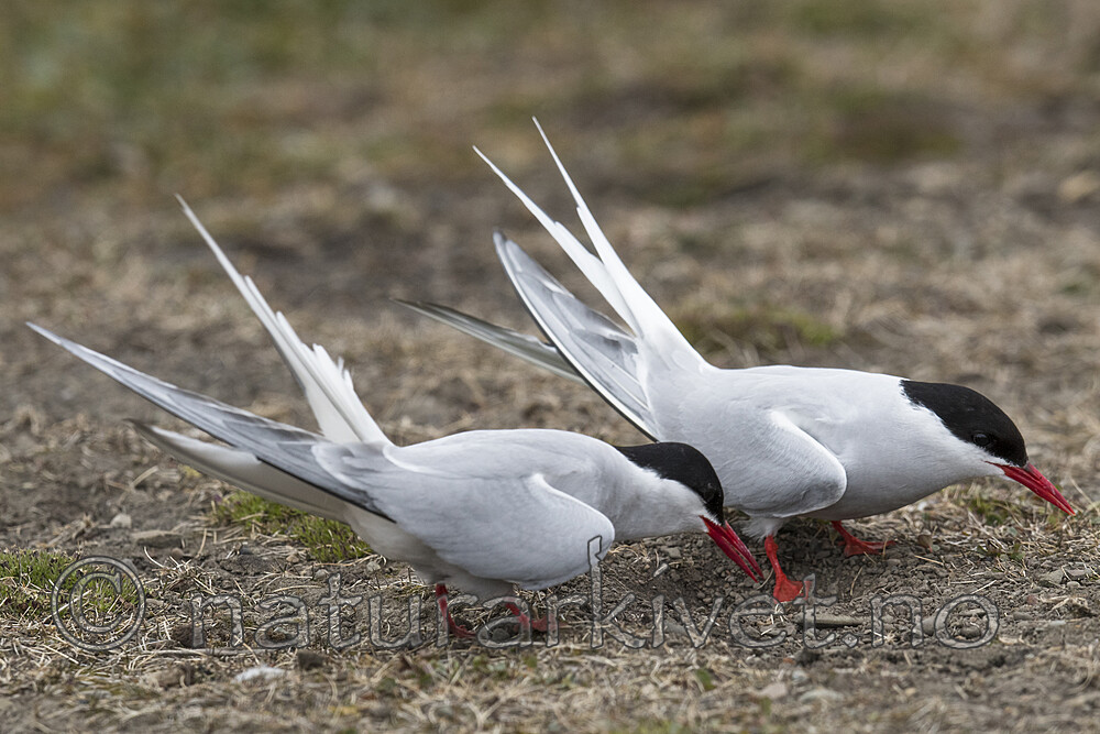 BB_20170802_0287 / Sterna paradisaea / Rødnebbterne
