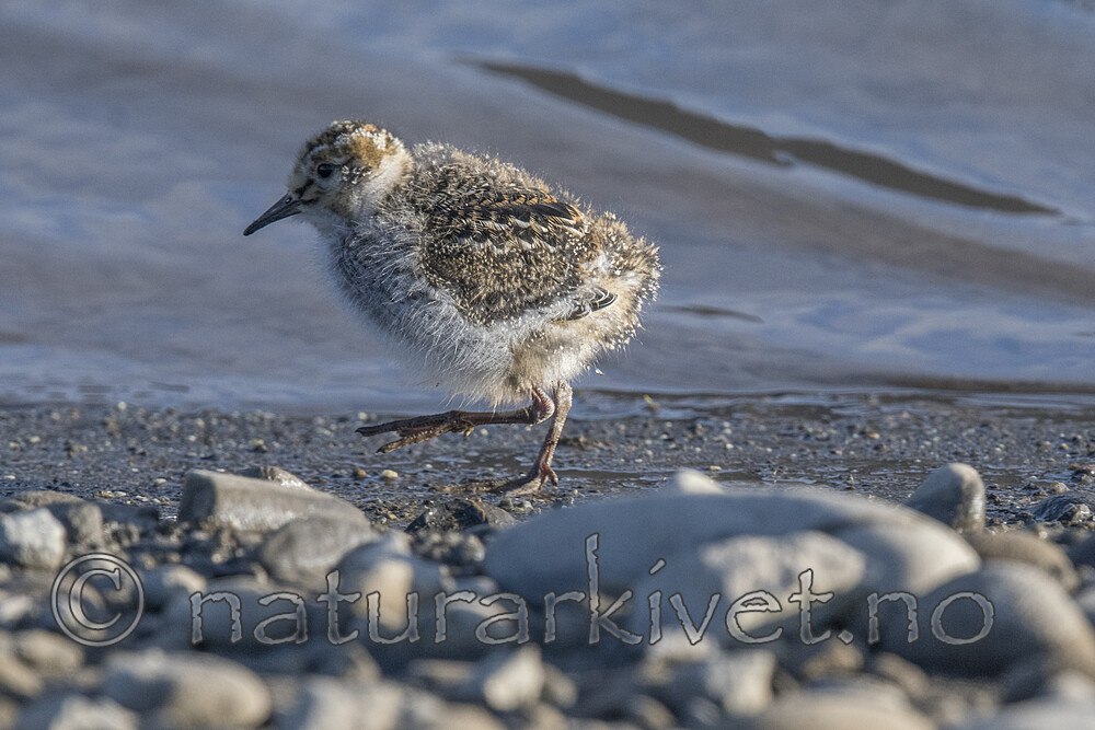 BB_20170802_1192 / Calidris maritima / Fjæreplytt