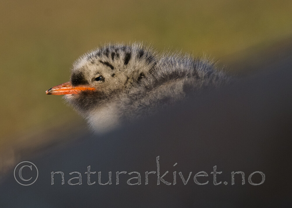 BB_20170802_1823 / Sterna paradisaea / Rødnebbterne