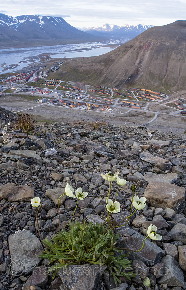 BB_20170804_0044 / Papaver dahlianum / Polarvalmue