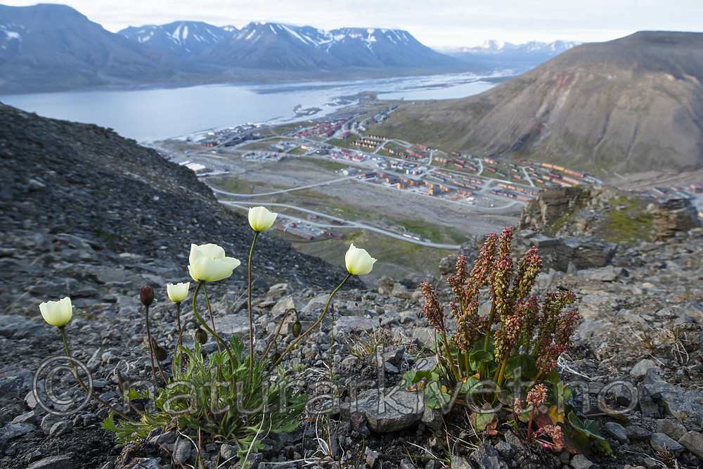 BB_20170804_0074 / Oxyria digyna / Fjellsyre <br /> Papaver dahlianum / Polarvalmue