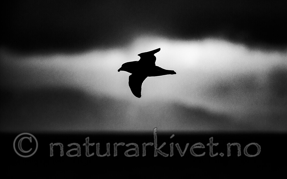 BB_20170805_0659 / Fulmarus glacialis / Havhest