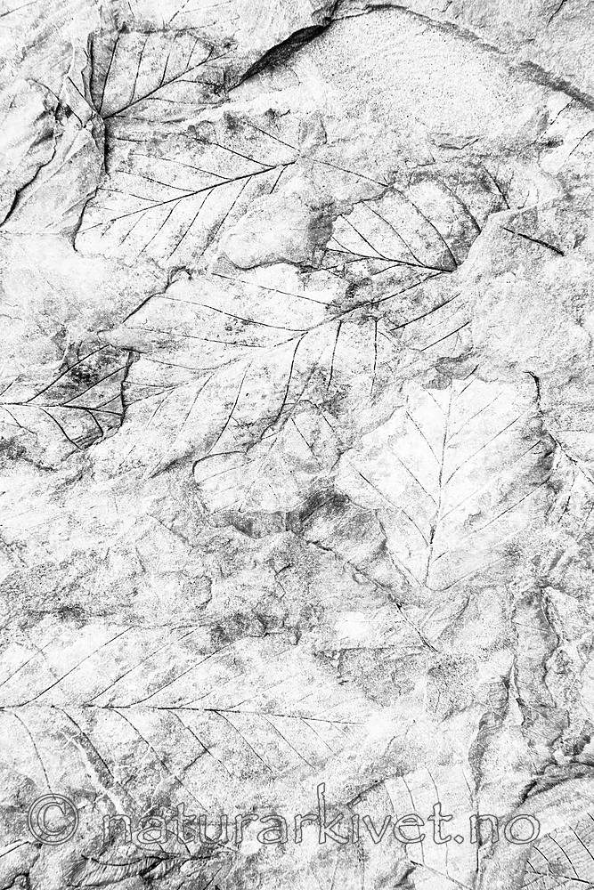 BB_20170806_0281_