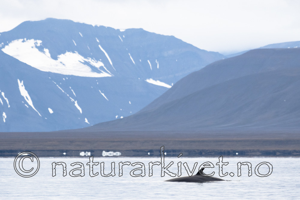 BB_20170806_0520 / Balaenoptera acutorostrata / Vågehval