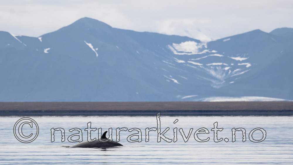 BB_20170806_0579 / Balaenoptera acutorostrata / Vågehval