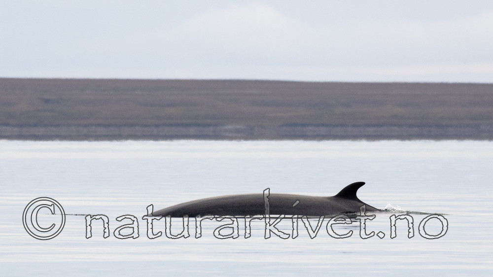 BB_20170806_0586 / Balaenoptera acutorostrata / Vågehval