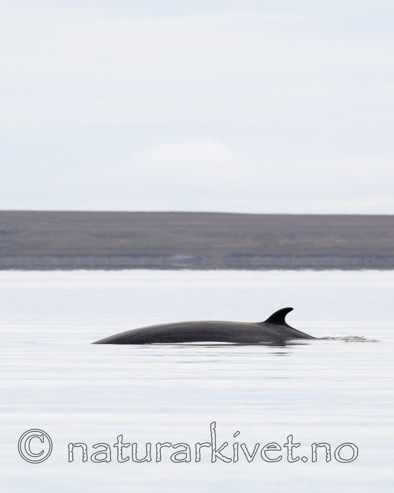 BB_20170806_0587 / Balaenoptera acutorostrata / Vågehval