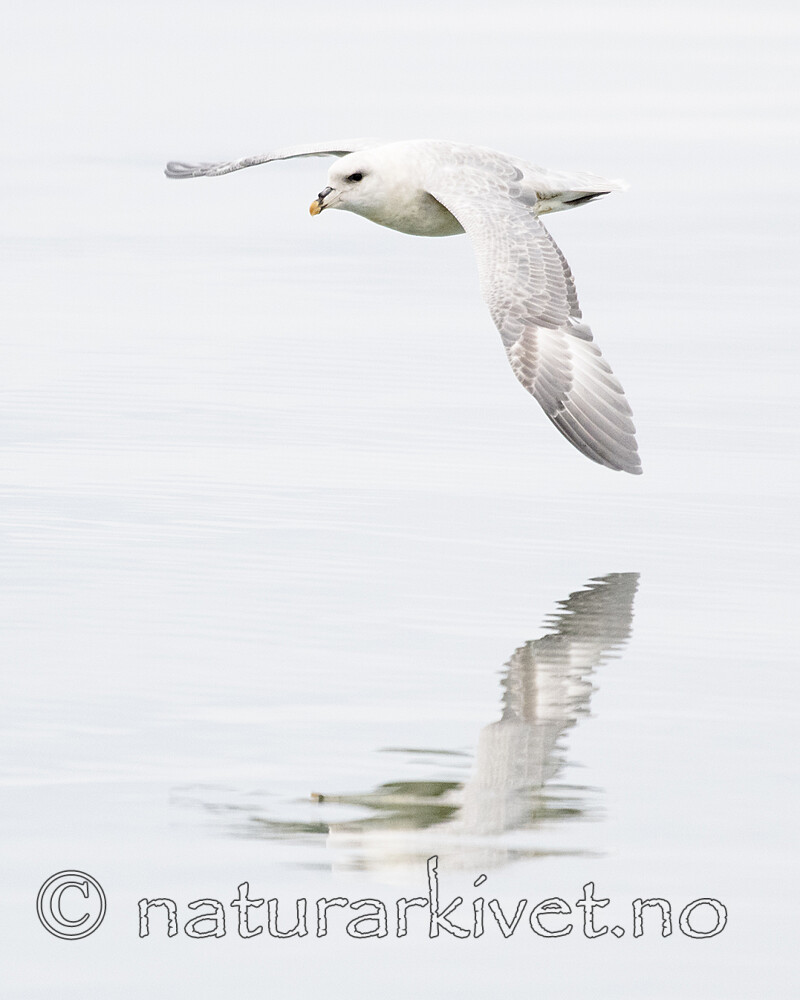 BB_20170806_0633 / Fulmarus glacialis / Havhest