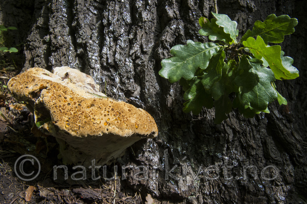 BB_20170812_0036 / Inonotus dryadeus / Tårekjuke <br /> Quercus robur / Sommereik