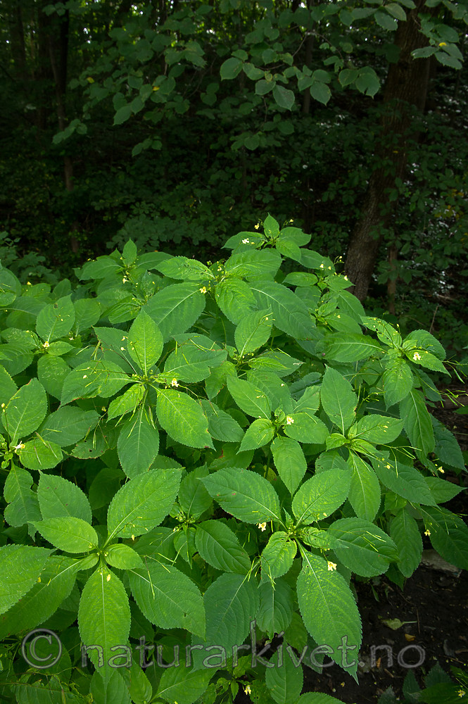 BB_20170812_0123 / Fraxinus excelsior / Ask <br /> Impatiens parviflora / Mongolspringfrø