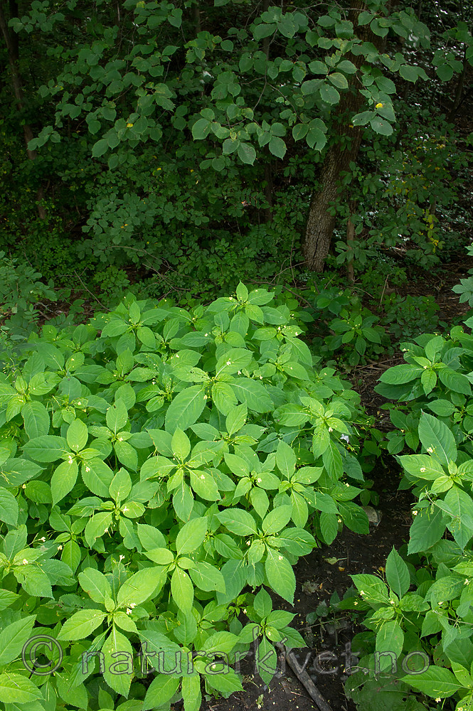 BB_20170812_0125 / Fraxinus excelsior / Ask <br /> Impatiens parviflora / Mongolspringfrø