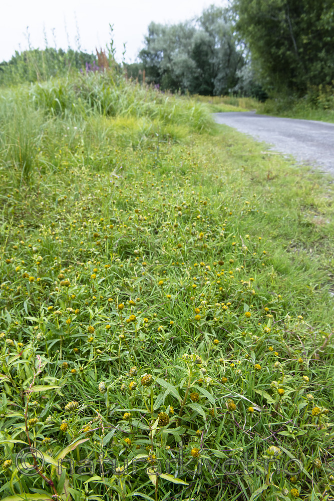 BB_20170815_0021 / Bidens cernua / Nikkebrønsle