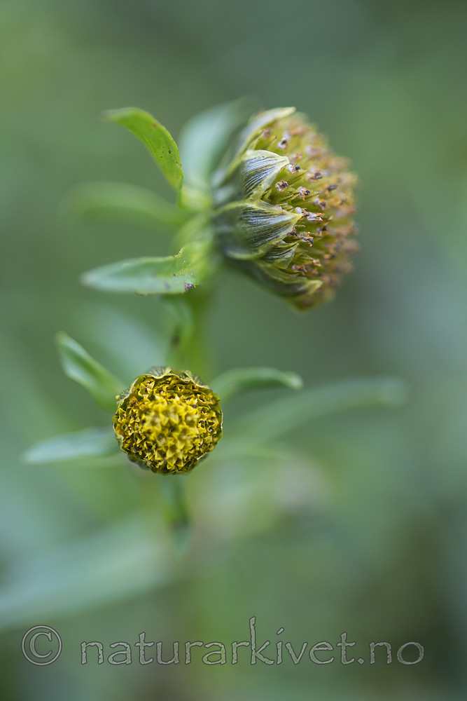 BB_20170815_0027 / Bidens cernua / Nikkebrønsle