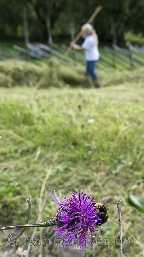 BB_20170817_0147 / Bombus lapidarius / Steinhumle <br /> Centaurea scabiosa / Fagerknoppurt