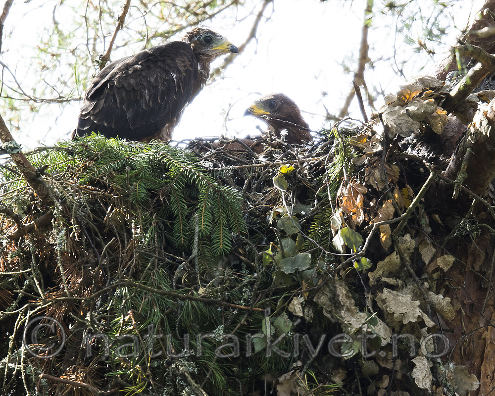 BB_20170819_0069 / Pernis apivorus / Vepsevåk