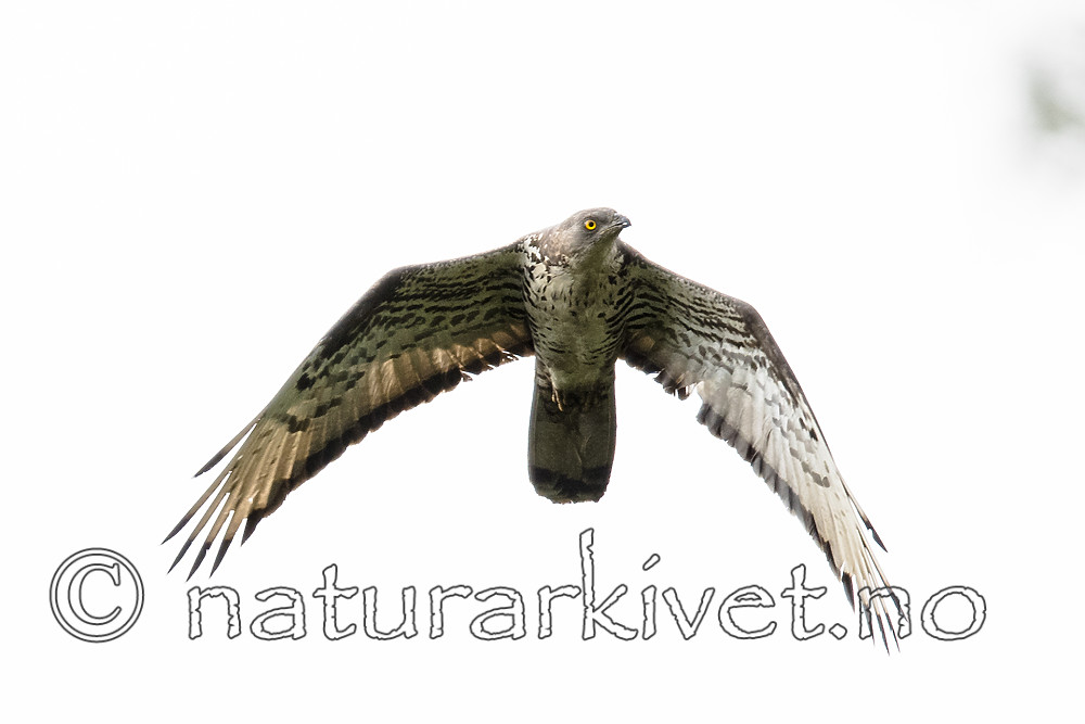 BB_20170819_0147 / Pernis apivorus / Vepsevåk