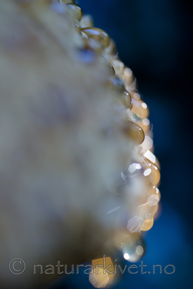 BB_20170822_0016 / Inonotus dryadeus / Tårekjuke