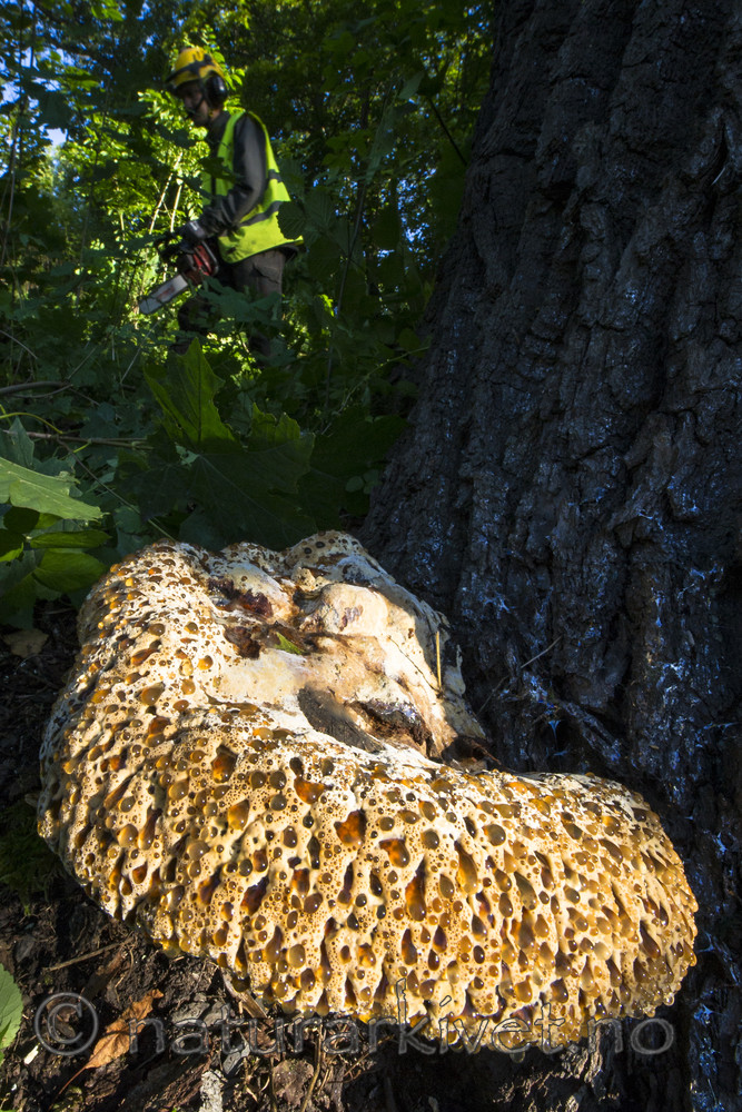 BB_20170822_0075 / Inonotus dryadeus / Tårekjuke